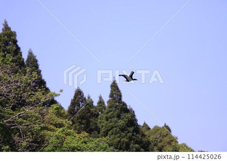 GW昭和の森 114425026