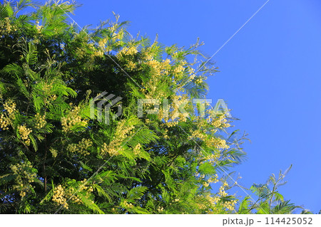 満開のフサアカシアの木 114425052