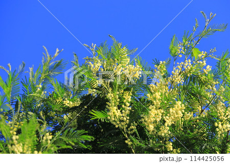満開のフサアカシアの木 114425056