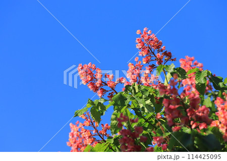 満開の紅花栃の木（ベニバナトチノキ） 114425095