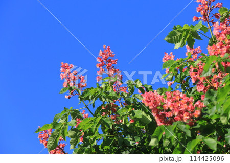 満開の紅花栃の木（ベニバナトチノキ） 114425096