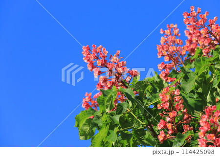 満開の紅花栃の木（ベニバナトチノキ） 114425098