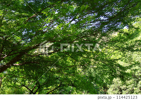 新緑の山の木々 114425123