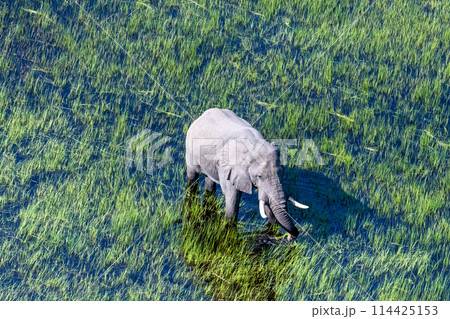 Aerial View of an African Elephant 114425153