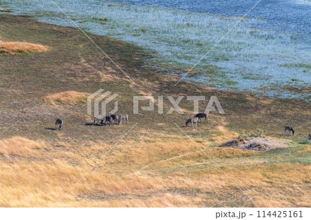 Aerial shot of Zebras grazing in the Okavango Delta Aerial shot of Zebras grazing in the Okavango Delta 114425161