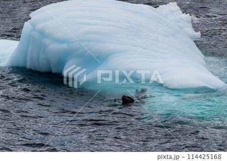 Leopard seal and an Iceberg Leopard seal and an Iceberg 114425168