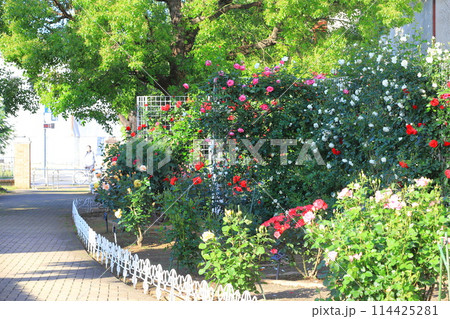 足立区立ベルモント公園　満開のバラ 114425281