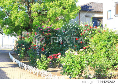 足立区立ベルモント公園　満開のバラ 114425282