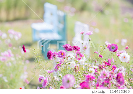 京都府亀岡市コスモス園で撮影した秋桜 114425369