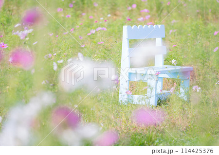 京都府亀岡市コスモス園で撮影した秋桜 114425376