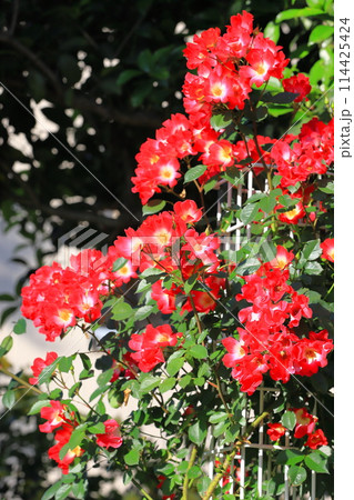 満開のバラ カクテル 満開のバラ カクテル 114425424