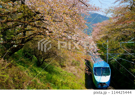 山北の桜並木を走るMSE・特急ふじさん 山北の桜並木を走るMSE・特急ふじさん 114425444