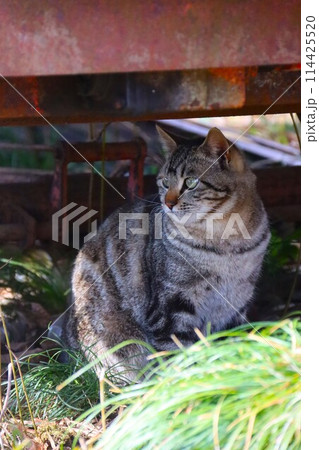 里山の野原に置かれた重機の下に座って見つめる野良猫 114425520
