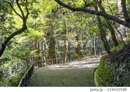 新緑の京都　鞍馬寺　九十九折参道 114425599