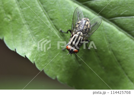 バグ 昆虫 苦悩 114425708