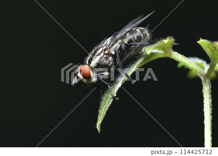 バグ 昆虫 苦悩 114425712