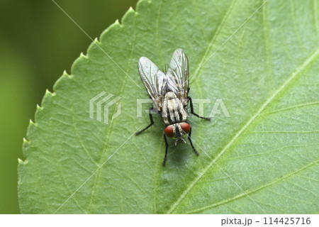 バグ 昆虫 苦悩 114425716
