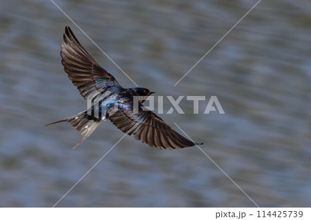 水面を飛び回る燕 114425739