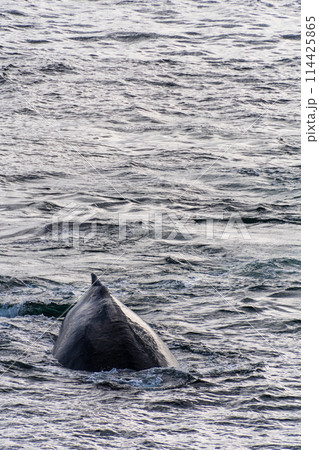 Close-up of the back and dorsal fin of a humpback whale Close-up of the back and dorsal fin of a humpback whale 114425865