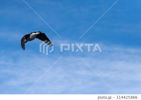 Close-up of a flying Antarctic Shag 114425866