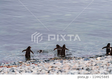 Gentoo Penguin colony on Cuverville island 114425885