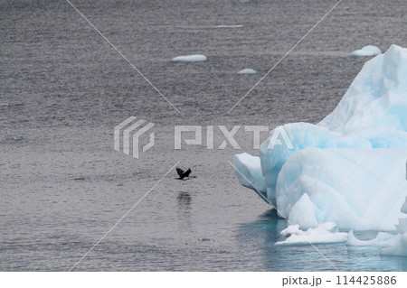 Antarctic Shags near Fish Islands 114425886