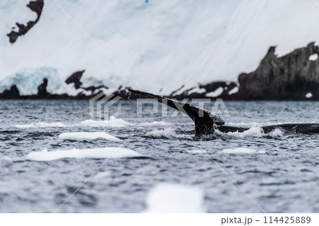 Tail of a humpback whale in the Antarctic 114425889
