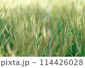 麦の穂(5月） 114426028