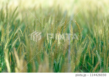 麦の穂(5月） 114426030