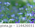 ネモフィラ（5月） 114426031