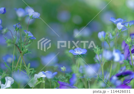 ネモフィラ（5月） 114426031