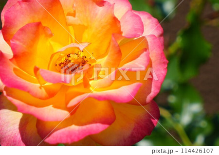 庭に咲いたバラの花 庭に咲いたバラの花 114426107