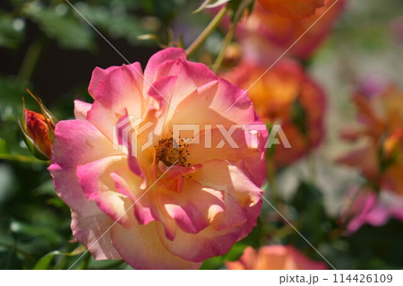 庭に咲いたバラの花 庭に咲いたバラの花 114426109