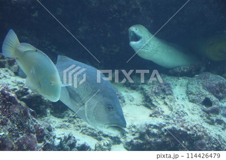 美ら海水族館の海の生き物たち カンムリブダイ うつぼ 沖縄イメージ 114426479