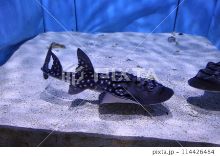 シノノメサカタザメ 沖縄美ら海水族館 114426484