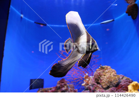 アカククリ 沖縄美ら海水族館 114426490