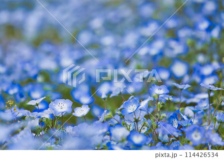 ネモフィラの季節 114426534