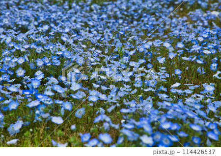 ネモフィラの季節 114426537
