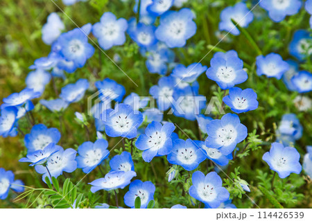 ネモフィラの季節 114426539