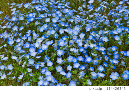 ネモフィラの季節 114426543