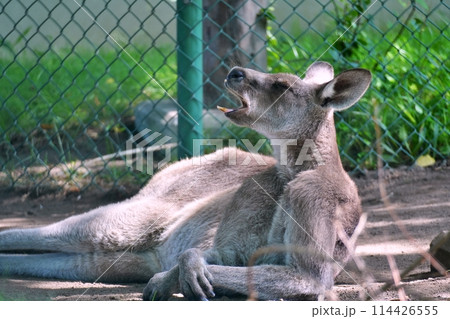 オオカンガルー (札幌市円山動物園) オオカンガルー (札幌市円山動物園) 114426555