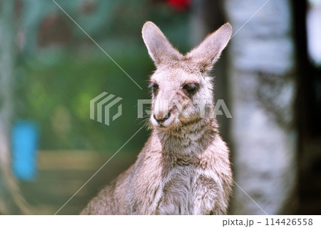 オオカンガルー　(札幌市円山動物園) 114426558