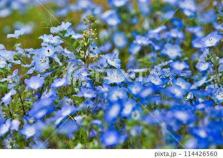 ネモフィラの季節 ネモフィラの季節 114426560