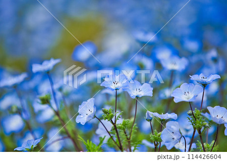 ネモフィラの季節 114426604
