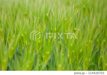 青い麦の穂 青い麦の穂 114426783