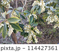 花 114427361