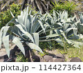 アロエ 114427364