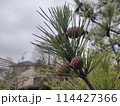 松の若い実 114427366