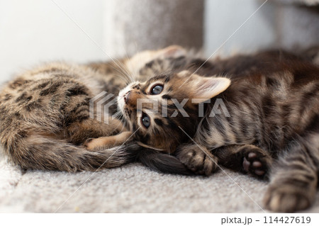 Cute bengal kitten laying on a soft cat's shelf of a cat's house. Cute bengal kitten laying on a soft cat's shelf of a cat's house. 114427619