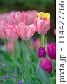 チューリップ（2024年5月） 114427766
